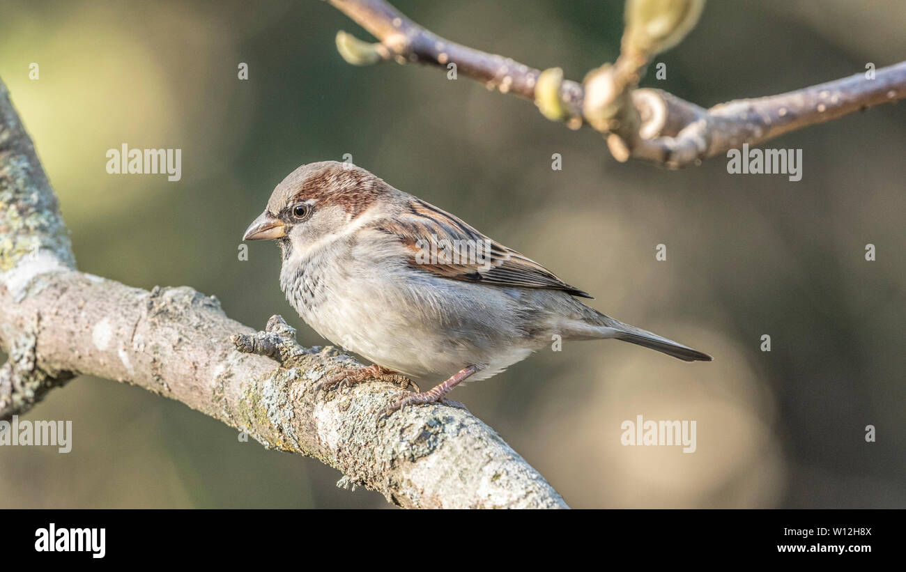 Casa passero ( Passer domesticus ) vie con silvereyes in essendo la più abbondante Nuova Zelanda bird, almeno in prossimità di insediamenti umani Foto Stock