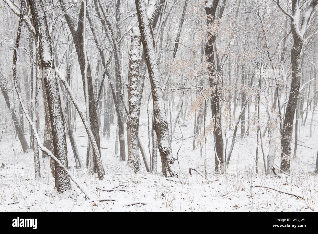 Aprile tempesta di neve, bosco, USA orientale, da Dominique Braud/Dembinsky Foto Assoc Foto Stock