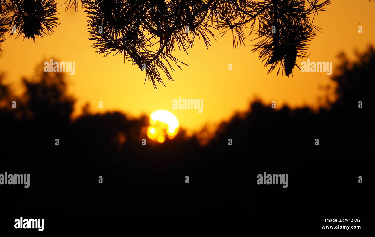 Impostazione di sole sotto gli alberi su una giornata d'estate Foto Stock