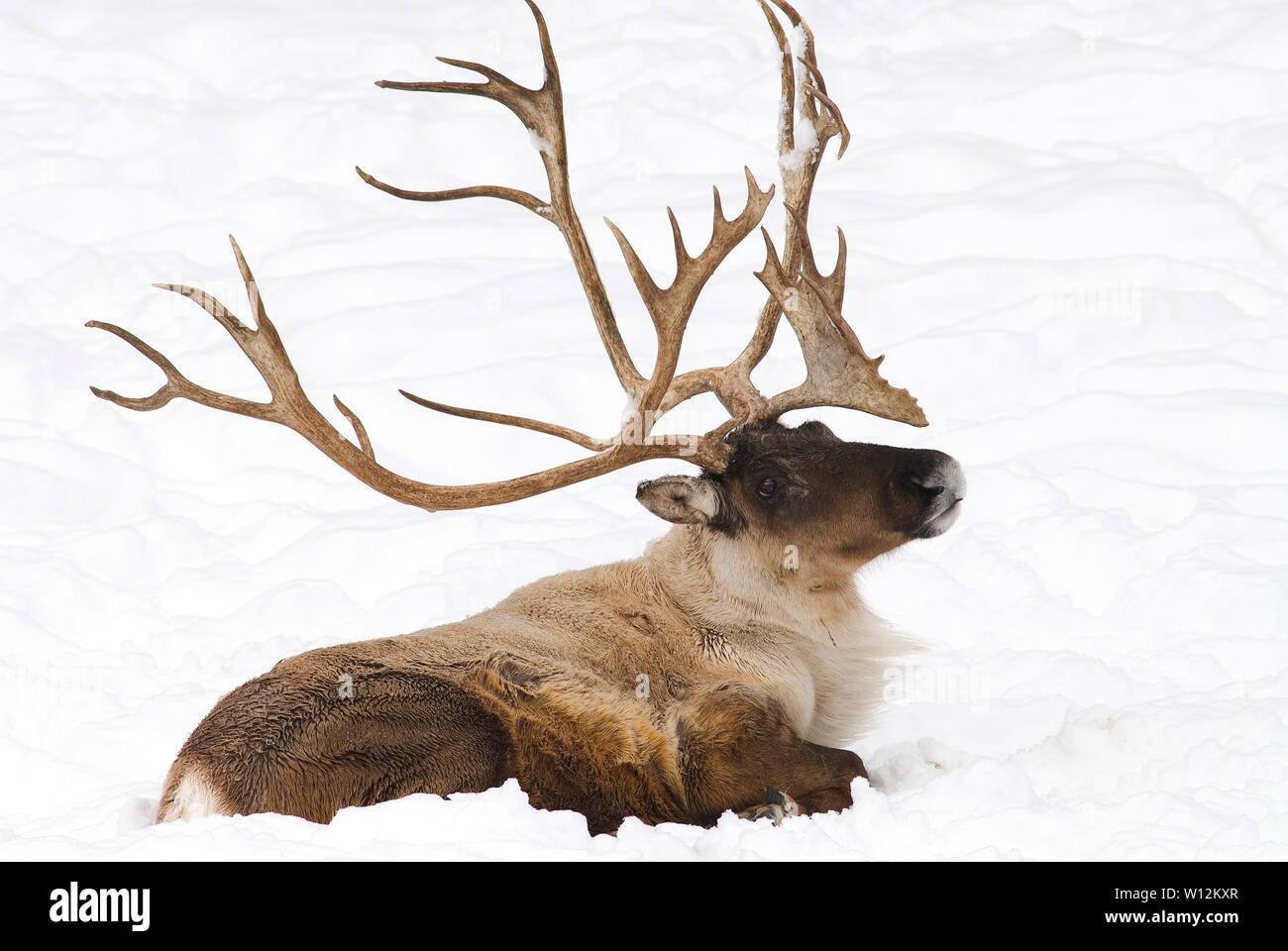 Terreno boscoso dei caribù (Rangifer tarandus) Inverno, Nord America, di Dominique Braud/Dembinsky Foto Assoc Foto Stock