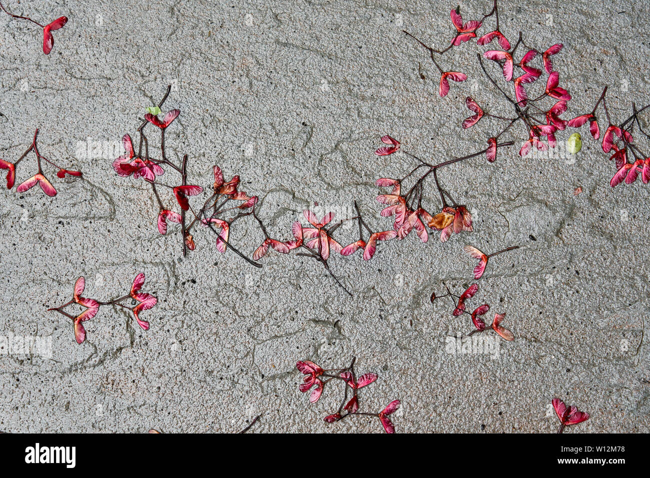 Sfondo di colore rosso brillante acer semi di acero noto anche come samaras, 'maple chiavi', 'elicotteri', 'whirlybirds' o 'polynoses' posa su una roccia umida sidew Foto Stock