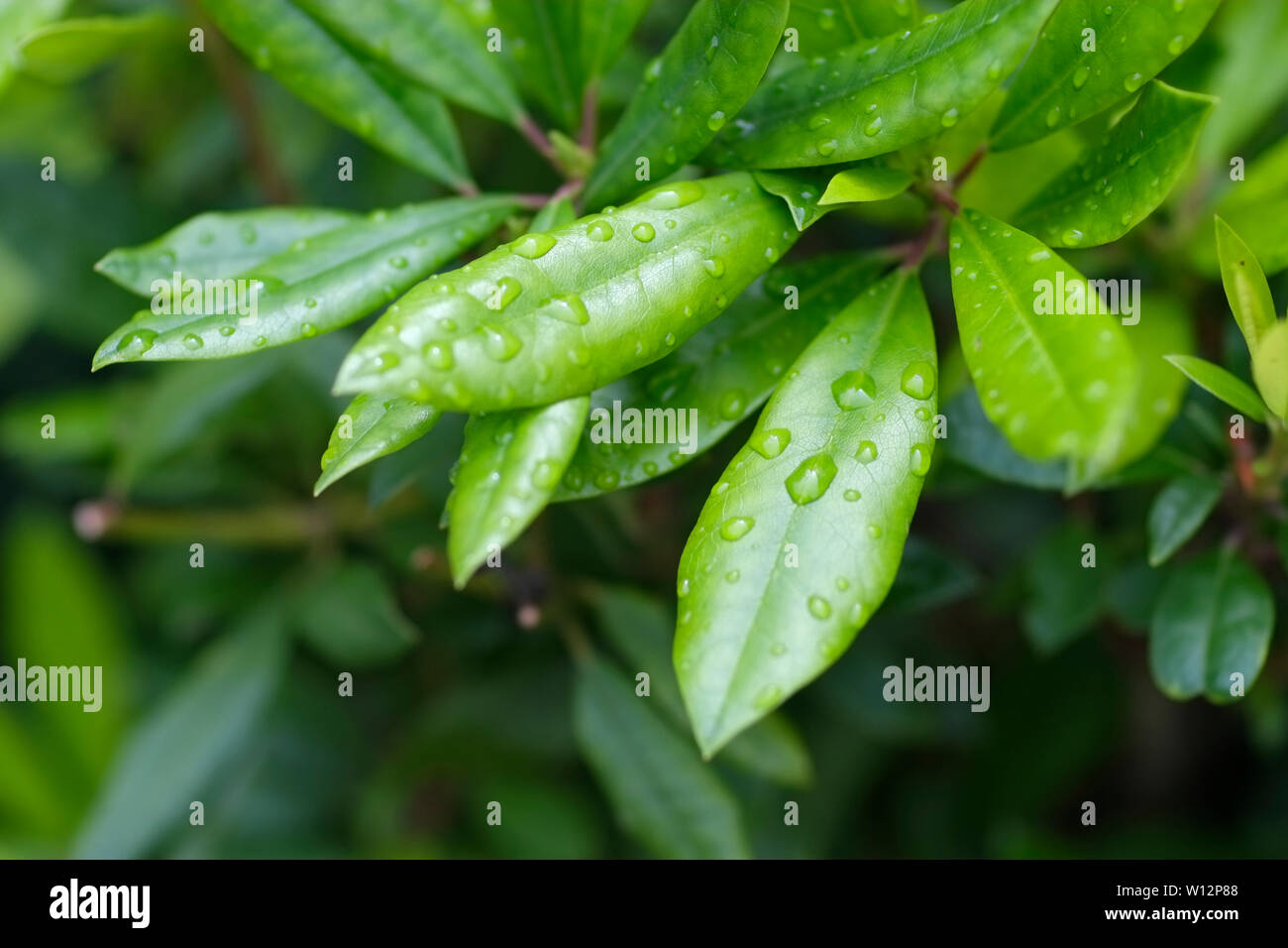 Le goccioline di acqua su foglie di rododendro Foto Stock