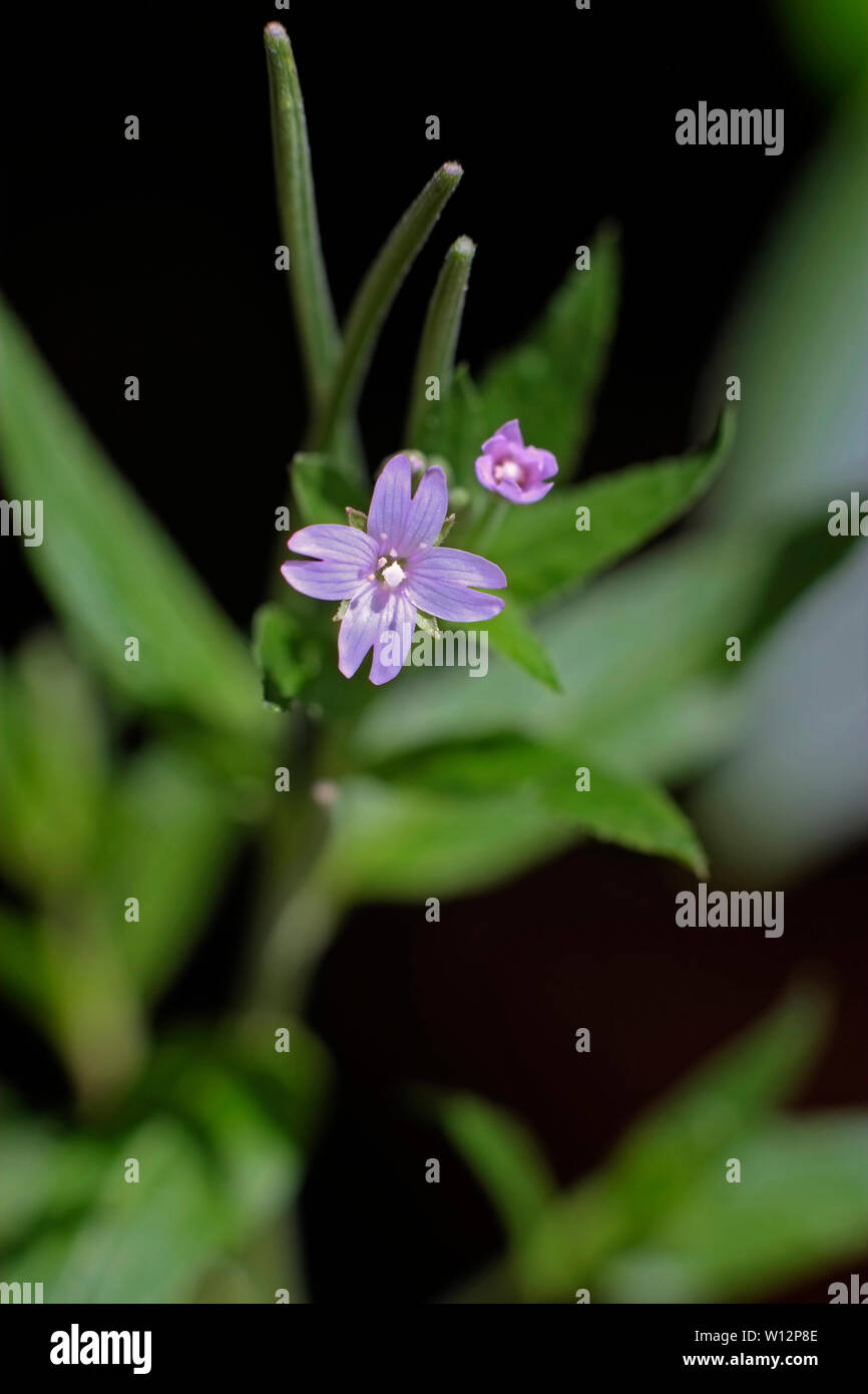 Di latifoglie (Willowherb Epilobium montanum) Foto Stock