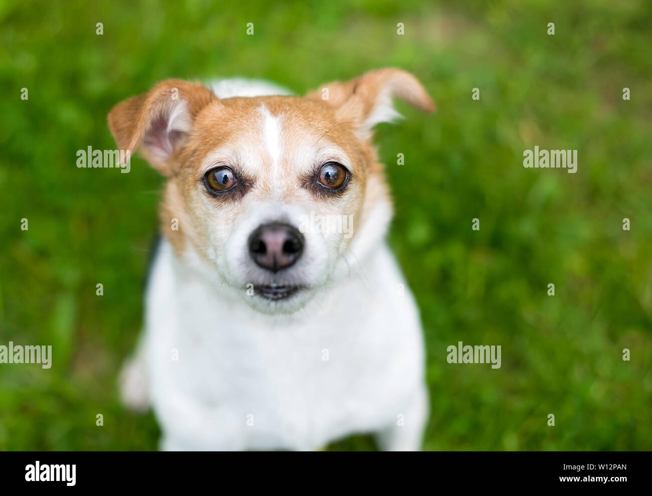 Un simpatico Jack Russell Terrier di razza cane osservando la fotocamera Foto Stock