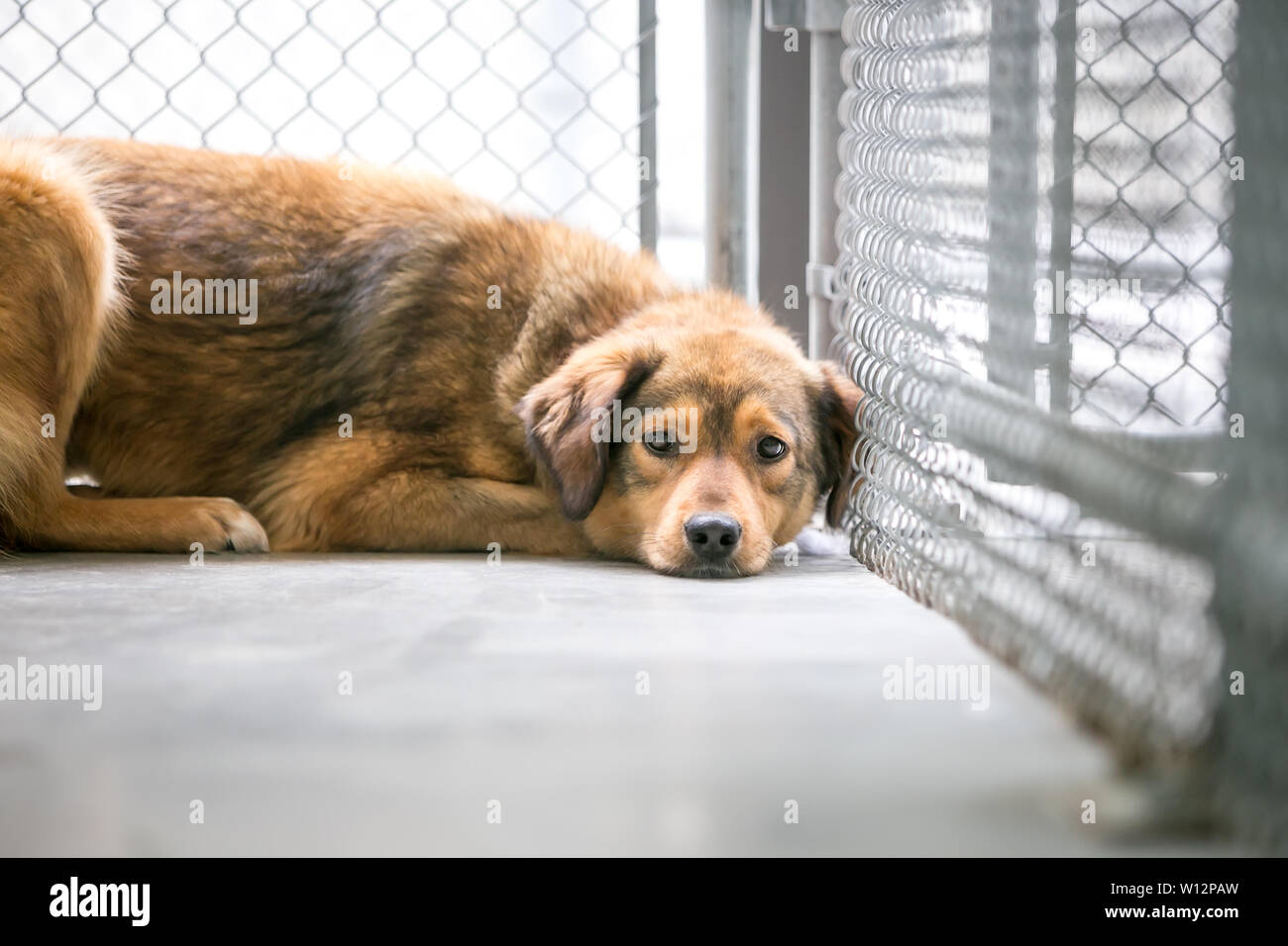 Un senzatetto di razza cane in un ricovero di animali, sdraiato nella sua gabbia con una espressione triste Foto Stock