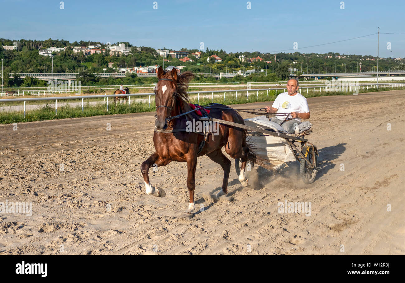 In Serbia il 29 giugno 2019: il cablaggio racing jockey formazione il suo cavallo all Ippodromo di Belgrado Foto Stock
