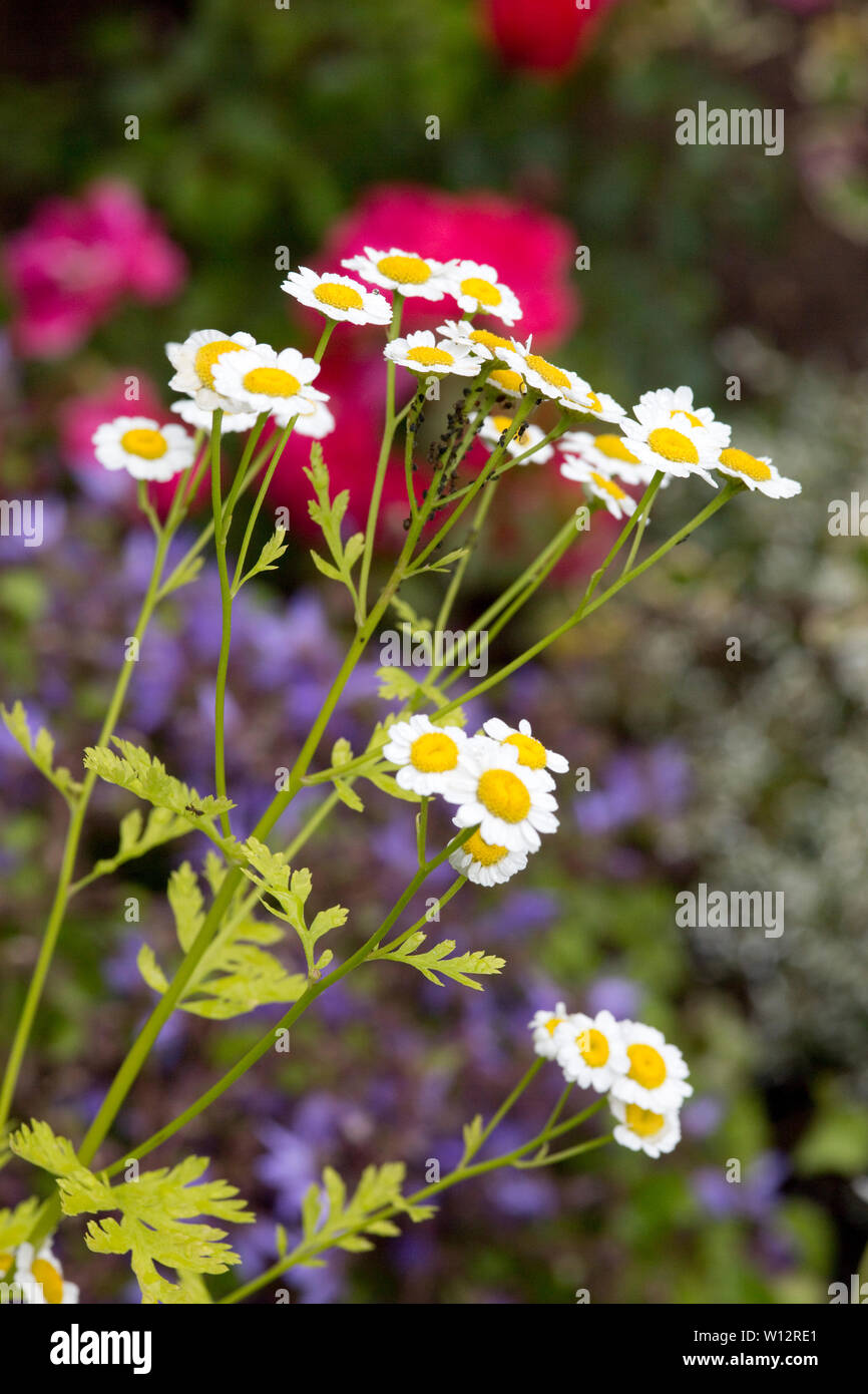 Mutterkraut (Tanacetum parthenium, Syn. Chrysanthemum parthenium ), weitere Trivialnamen sind Falsche, Kamille Zierkamille und Fieberkraut Foto Stock