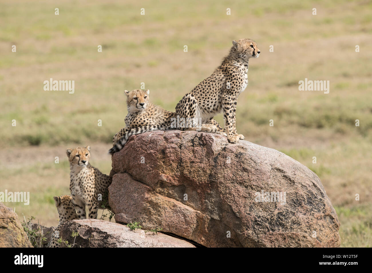 Ghepardi sulle rocce, Serengeti Foto Stock