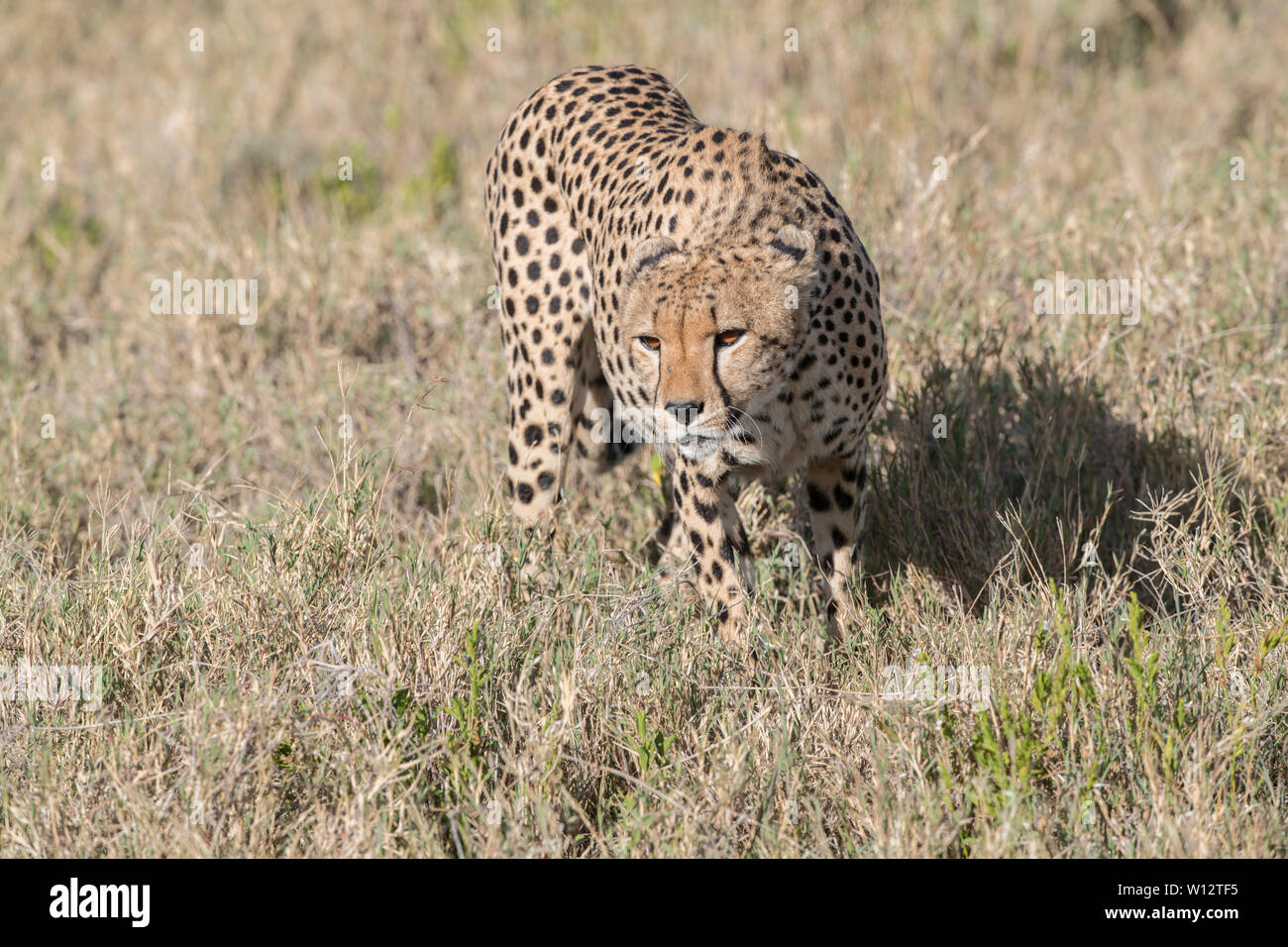 Cheetah maschio stalking Foto Stock