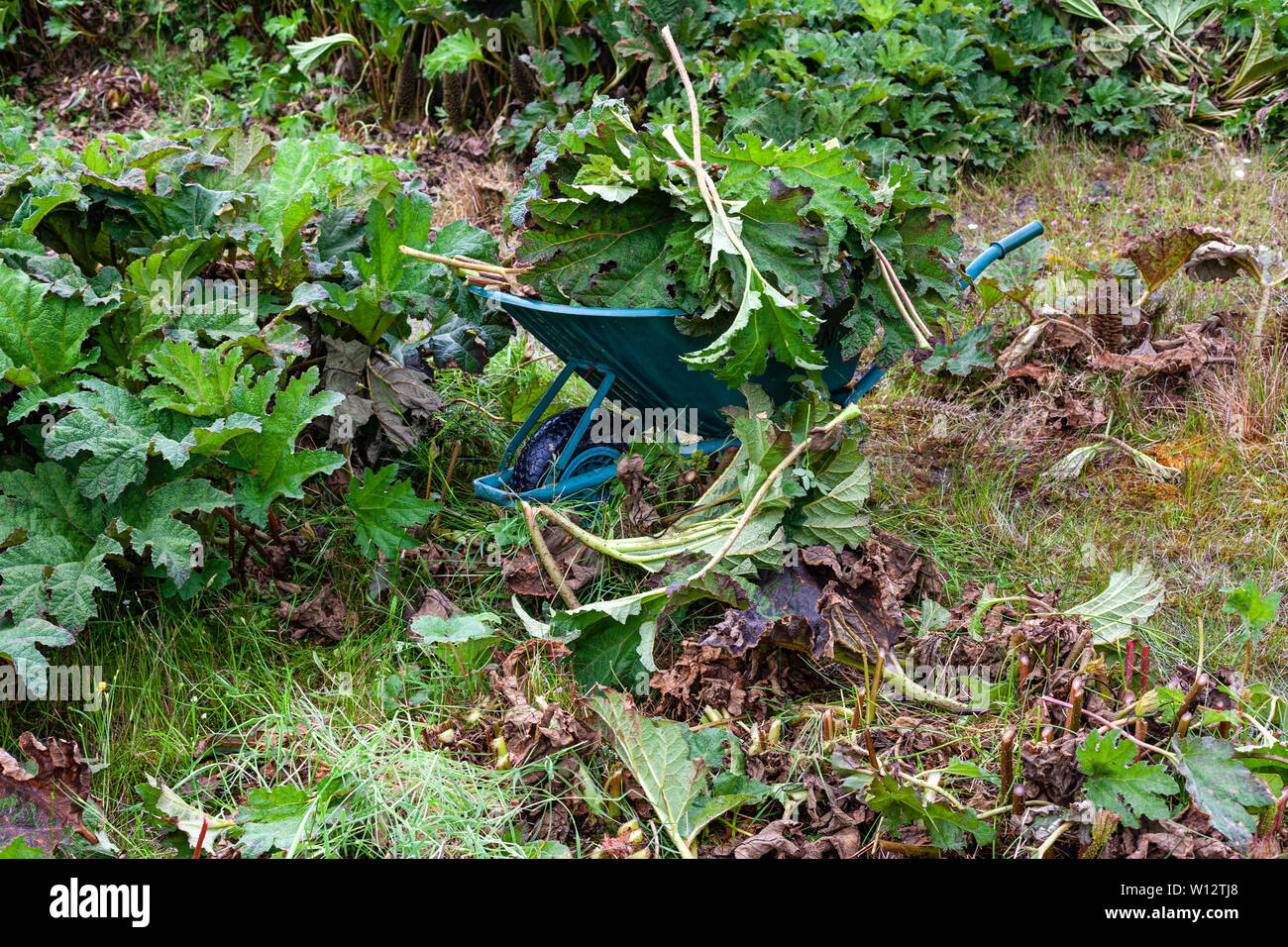 Sarchiatura Gunnera grandi piante in giardino sovradimensionate, nella contea di Kerry, Irlanda Foto Stock