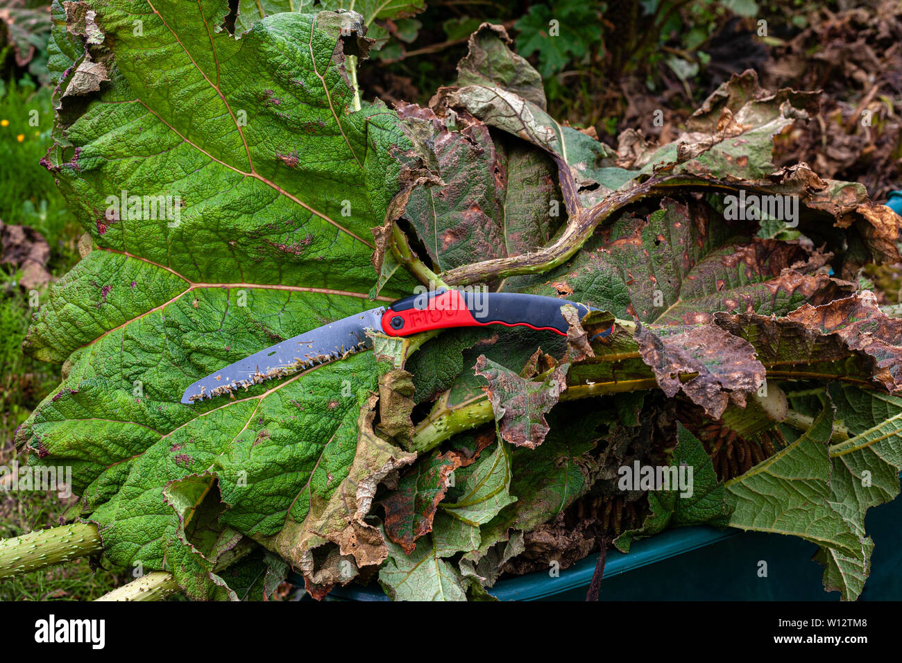 Sarchiatura Gunnera grandi piante in giardino sovradimensionate, nella contea di Kerry, Irlanda Foto Stock