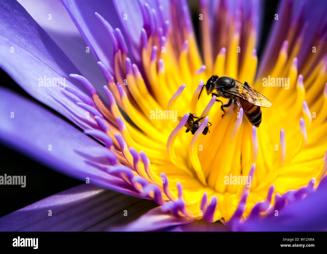 Bee nel il petalo blu e giallo polline di giglio di acqua Foto Stock