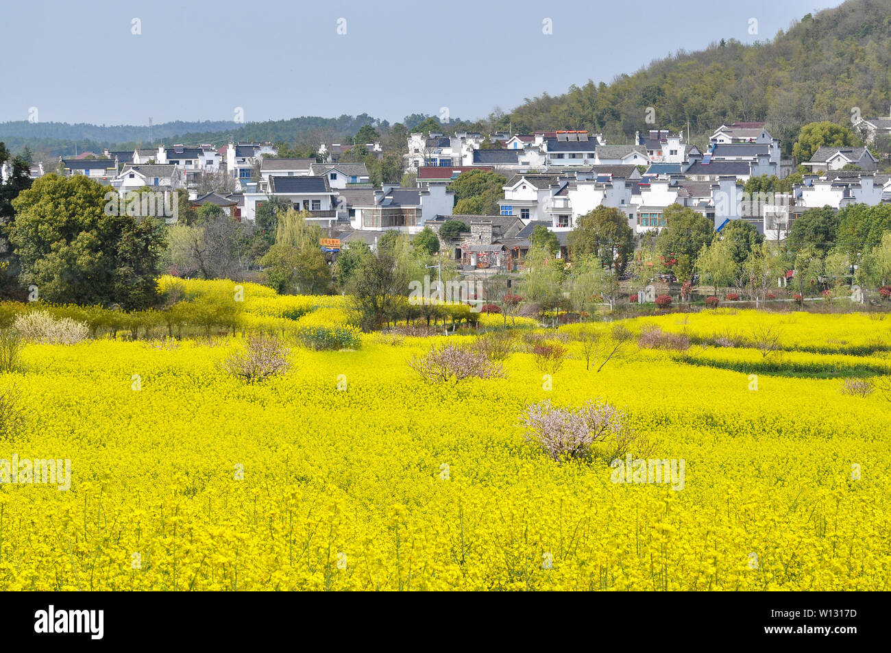 Jiangsu Nanjing Gaochun internazionale Slow Città Mare di colza Foto Stock