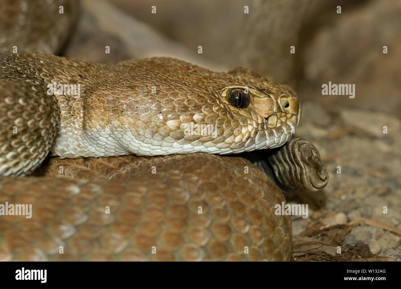 Ritratto di diamante rosso rattlesnake (Crotalus ruber) Foto Stock
