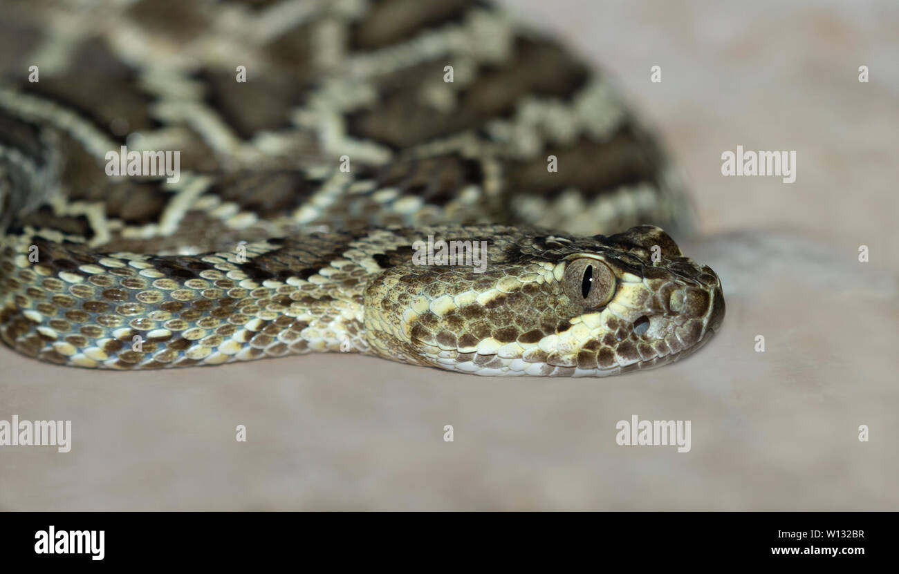 Mojave green rattle snake (Crotalus scutulatus) close up Foto Stock