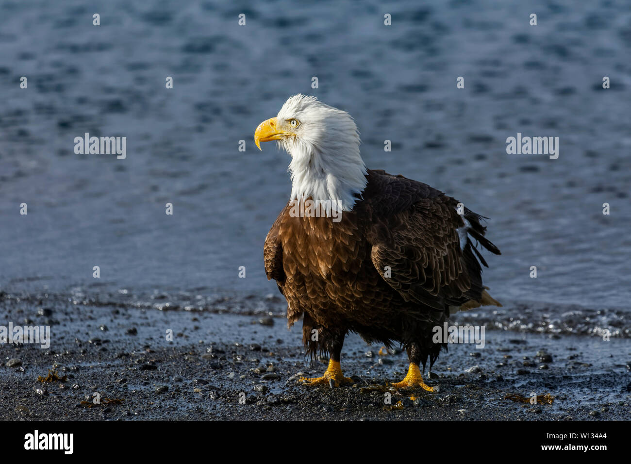 Aquile calve può camminare lungo la riva sabbiosa tubi vicino Homer Spit, Alaska mentre essi foraggio per cibo, riposo e lo sposo loro piume. Foto Stock