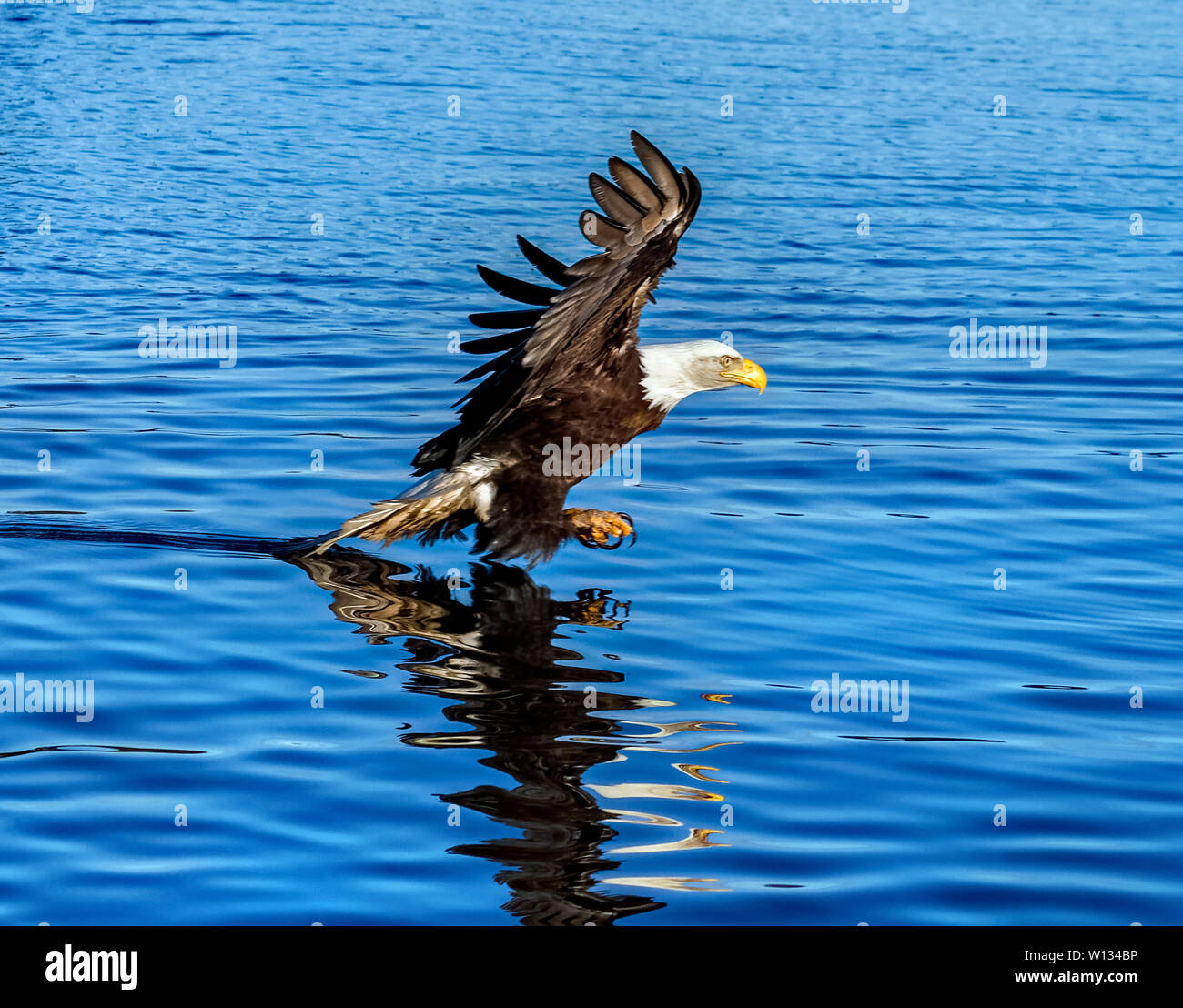 Aquile calve può camminare lungo la riva sabbiosa tubi vicino Homer Spit, Alaska mentre essi foraggio per cibo, riposo e lo sposo loro piume. Foto Stock