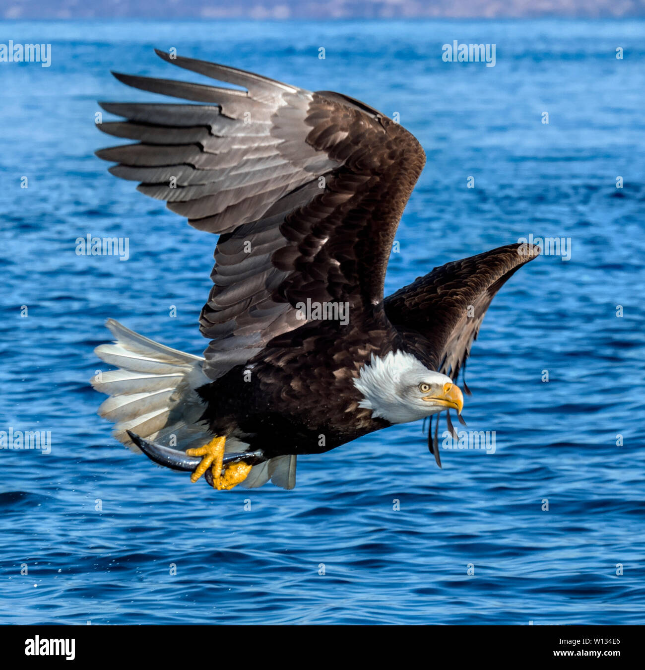 L'aquila calva volerà vicino all'acqua al posto di pesce. Poi essi dip giù e catturare il pesce con i loro piedi. Essi hanno messo su uno splendido spettacolo. Foto Stock