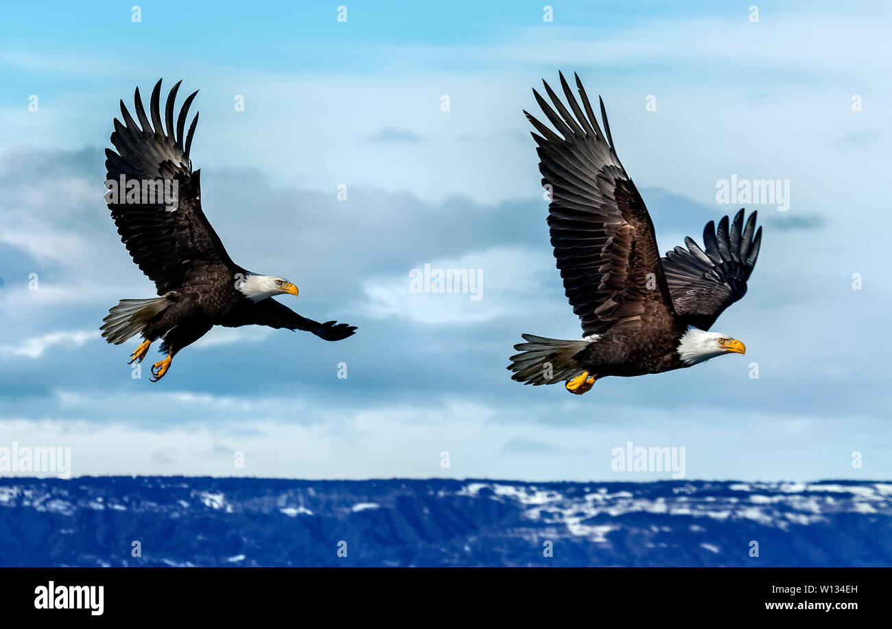 Quando si effettua la pesca, aquile diventano molto aggressiva e competitiva l'uno con l'altro. Parecchie aquile può volare in di agguantare lo stesso pesce ma solo uno lo riceve. Foto Stock