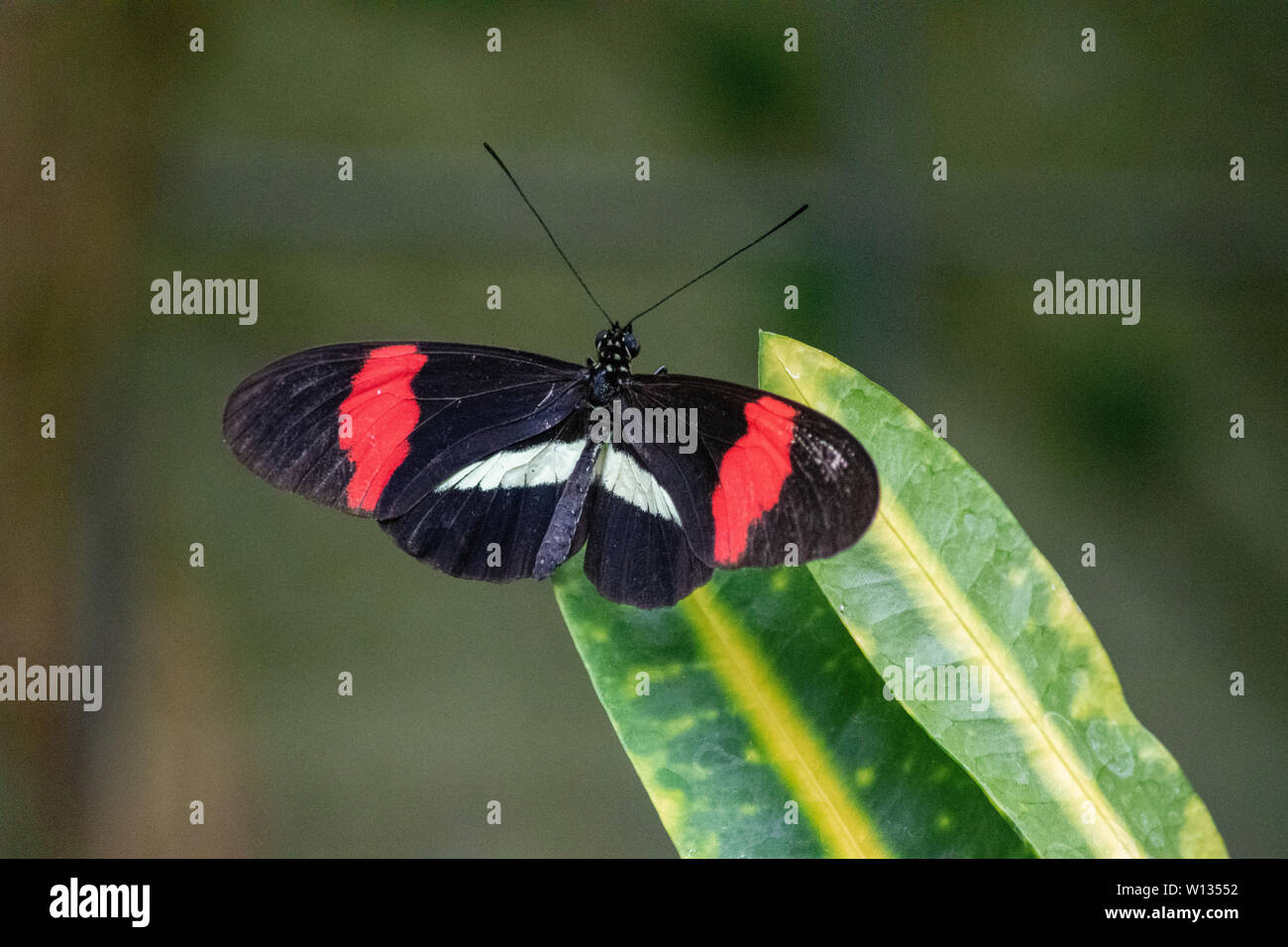 Heliconius melpomene, la farfalla del postino, postino comune o semplicemente postino, si trova in tutto il Messico e l'America Centrale. Portato allo zoo di Calgary. Foto Stock