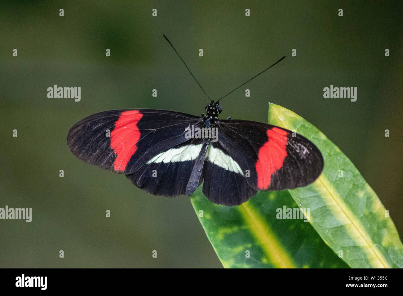 Heliconius melpomene, la farfalla del postino, postino comune o semplicemente postino, si trova in tutto il Messico e l'America Centrale. Portato allo zoo di Calgary. Foto Stock
