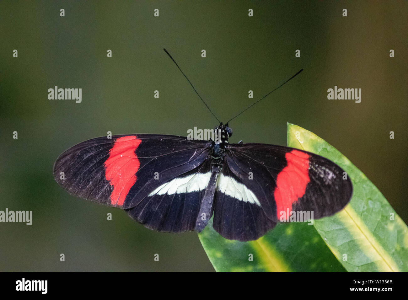 Heliconius melpomene, la farfalla del postino, postino comune o semplicemente postino, si trova in tutto il Messico e l'America Centrale. Portato allo zoo di Calgary. Foto Stock