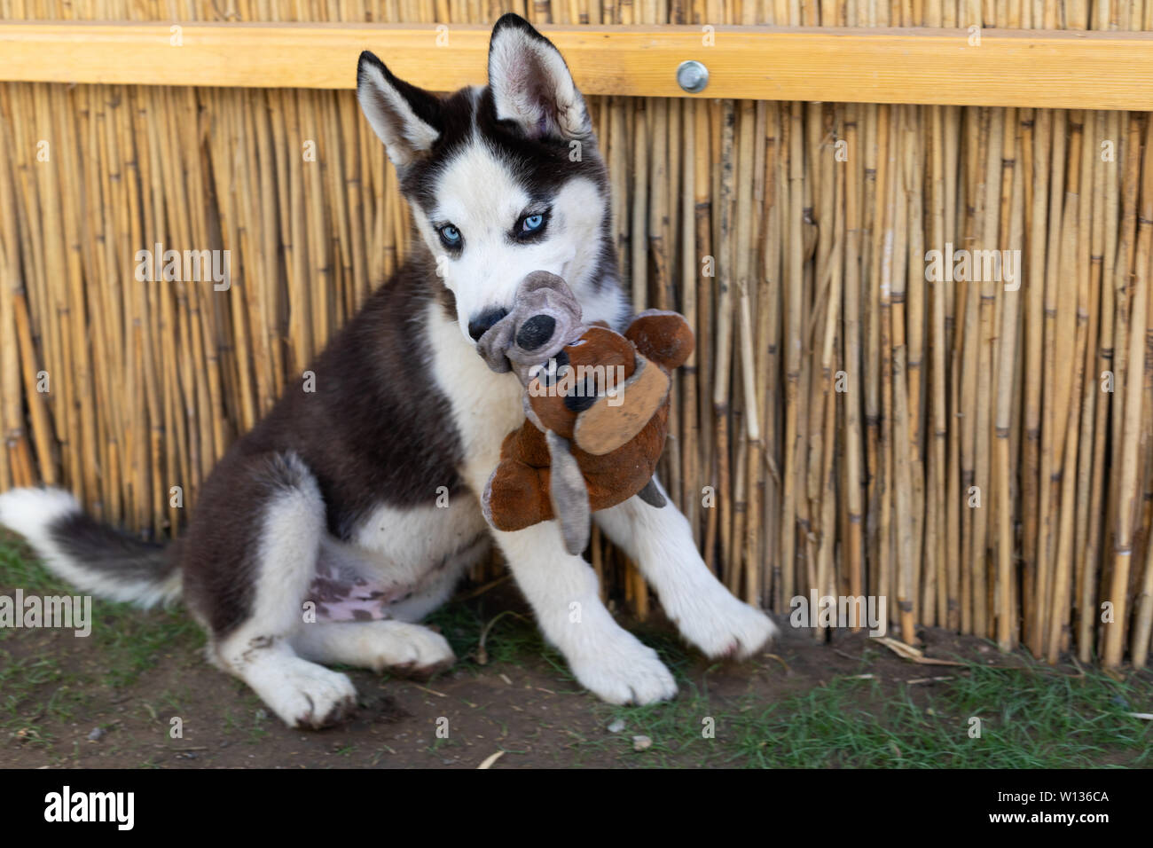 Piccolo grazioso cucciolo husky seduto a terra - cane di razza pura Foto Stock
