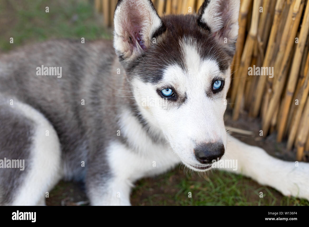 Piccolo grazioso cucciolo husky seduto a terra - cane di razza pura Foto Stock
