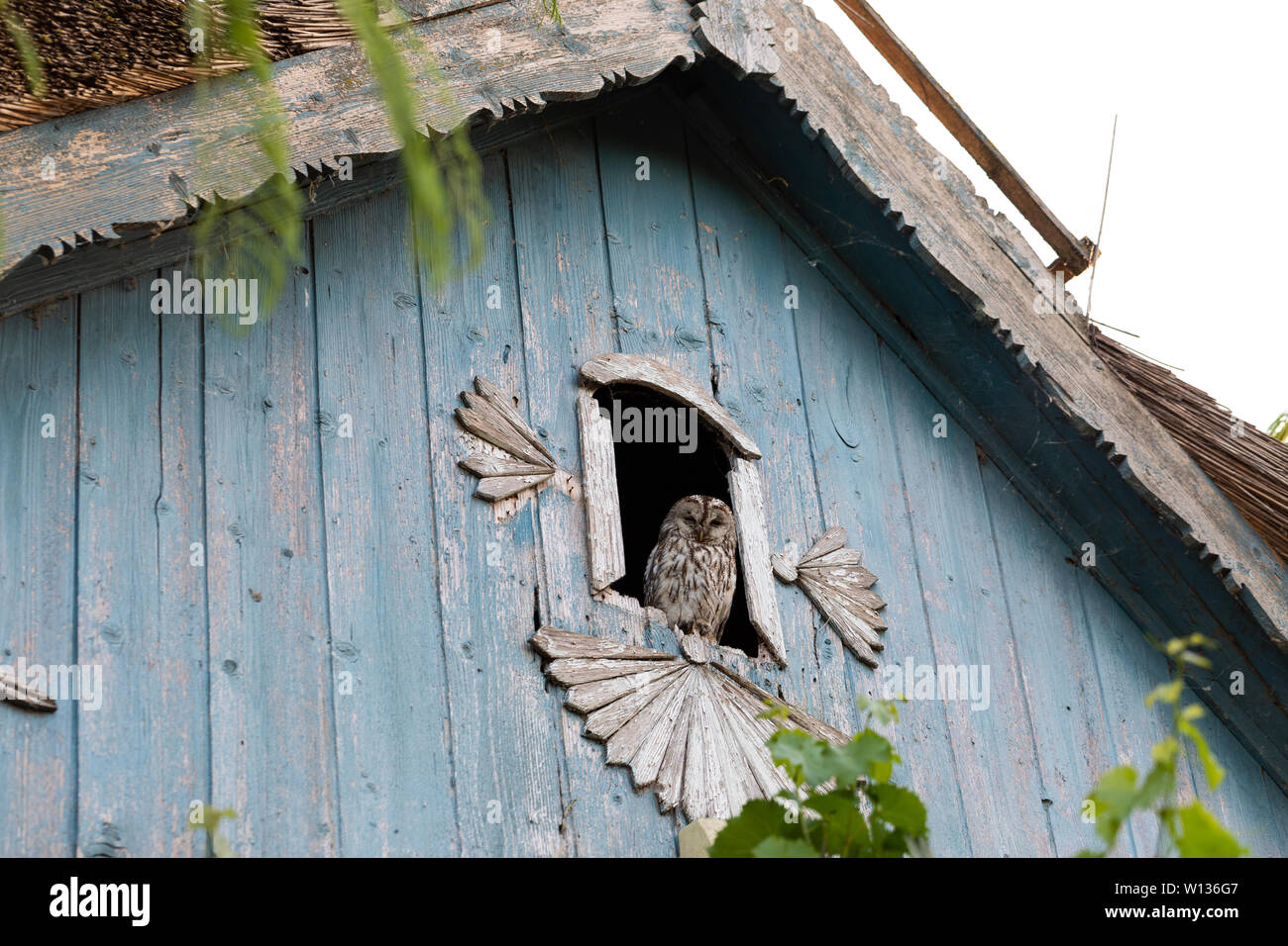 Il gufo misterioso seduto su una vecchia casa window-frame , cercando per la fotocamera Foto Stock