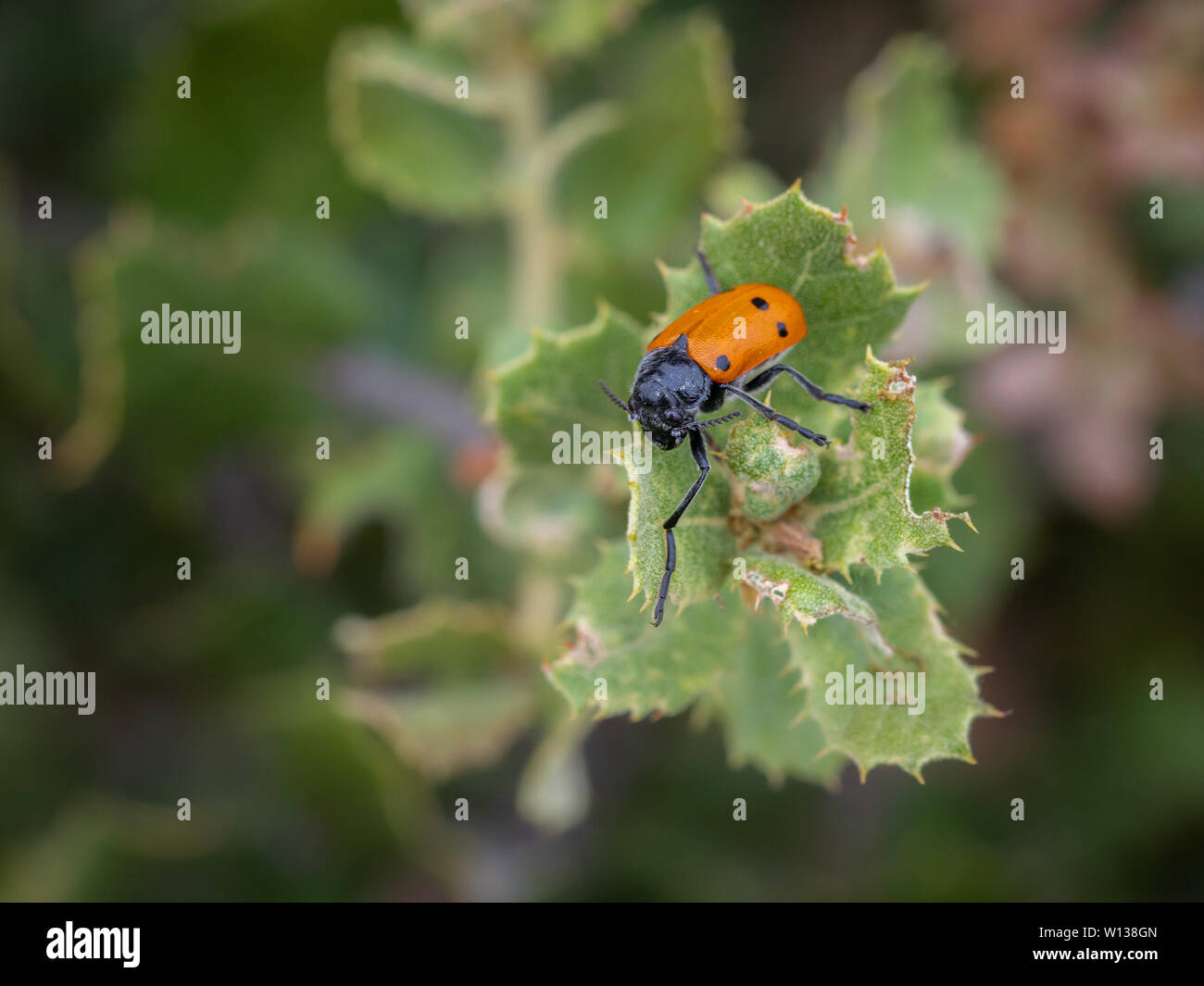 Lachnaia sexpunctata. Beetle sei punti nel loro ambiente naturale. Foto Stock