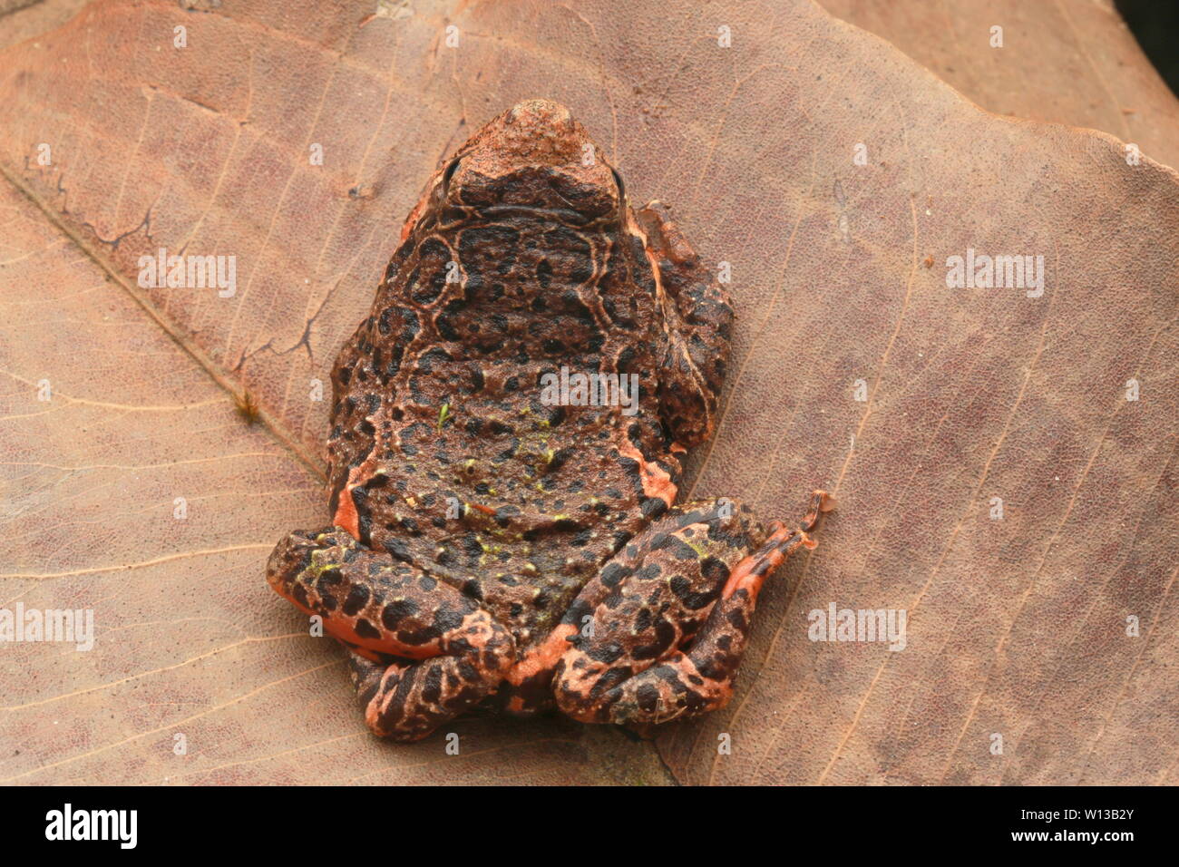 MALACCA RANA, Malaysia Foto Stock