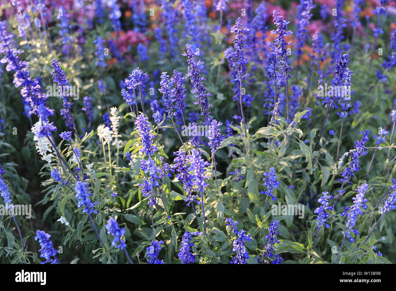 Fiore ed erba Foto Stock