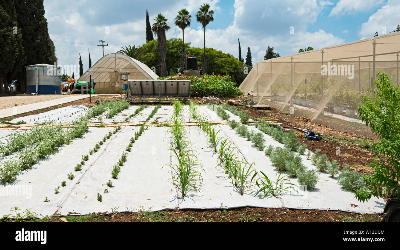 In via sperimentale il giardino di erbe nella zona centrale di Israele che mostra la pacciamatura plastica e irrigazione di gocciolamento accanto al moderno shadehouses Foto Stock