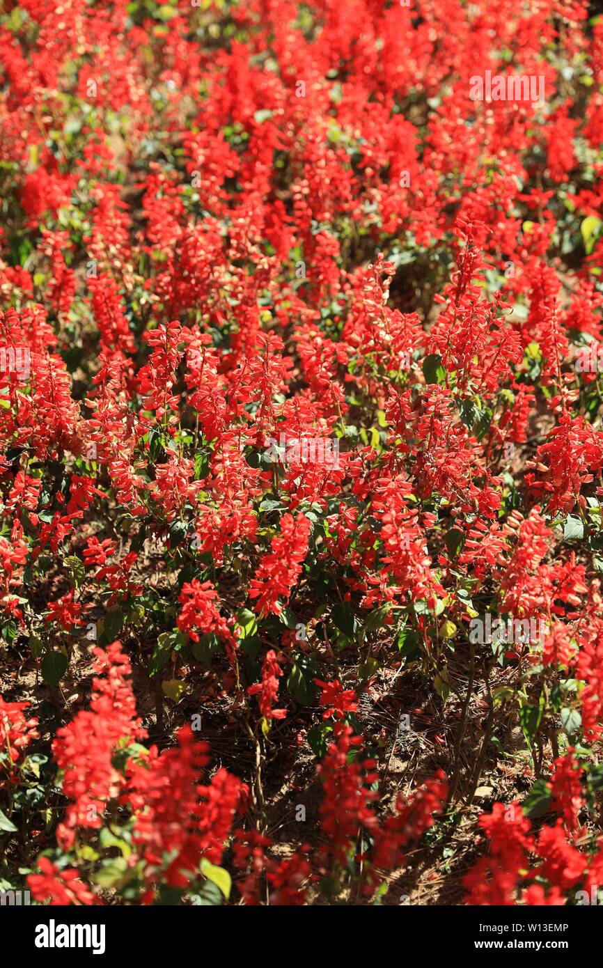 Fiore ed erba Foto Stock