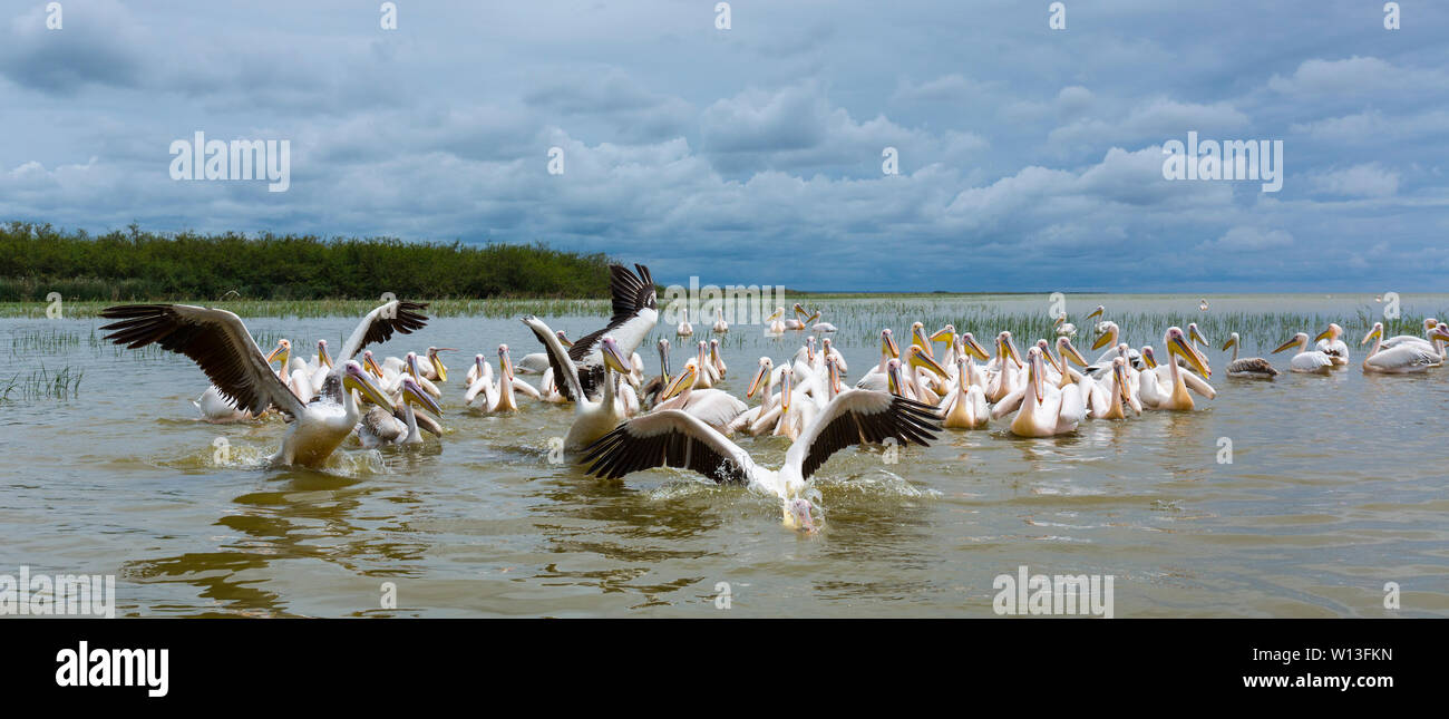 White pelican, Lago Ziway, Oromía, Etiopia, Africa Foto Stock