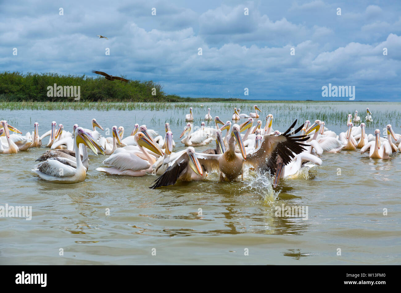 White pelican, Lago Ziway, Oromía, Etiopia, Africa Foto Stock