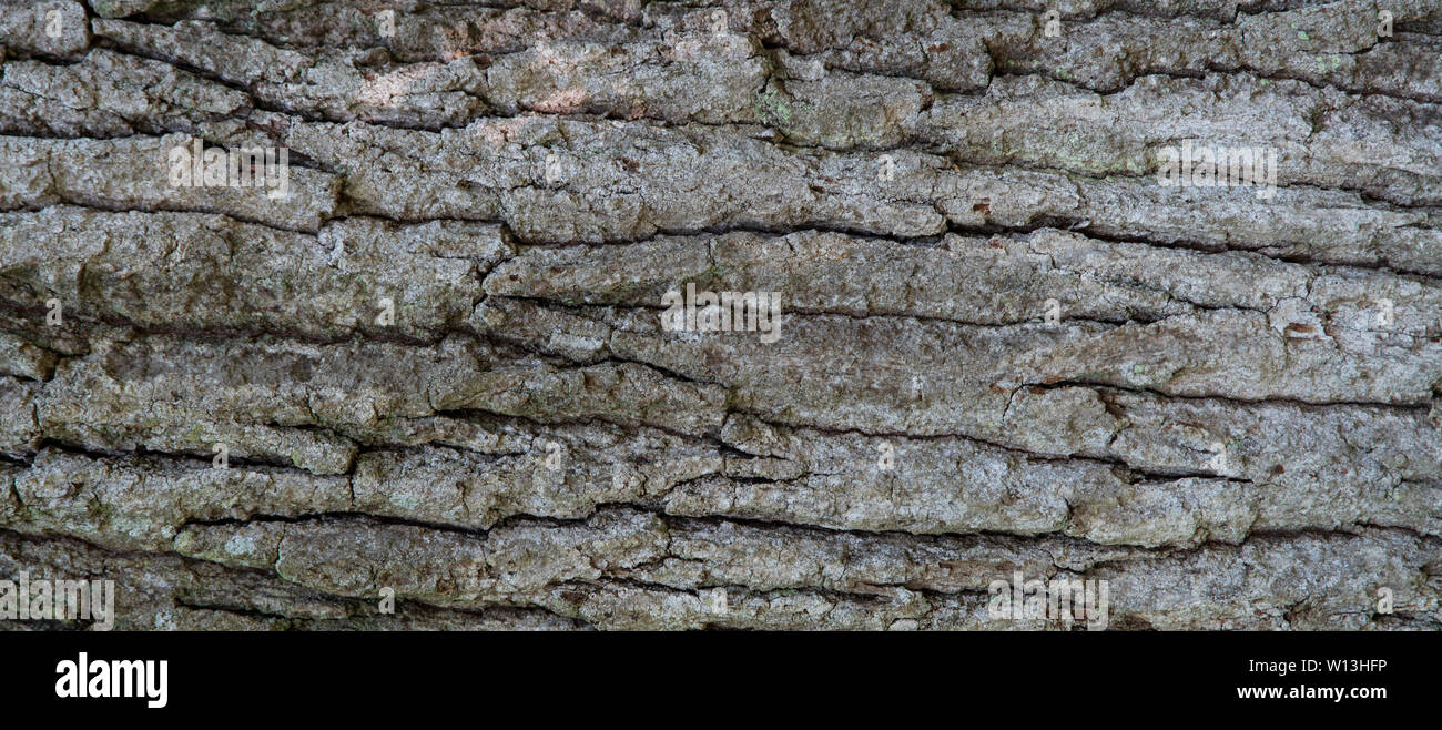 La consistenza della corteccia di un albero di quercia Foto Stock