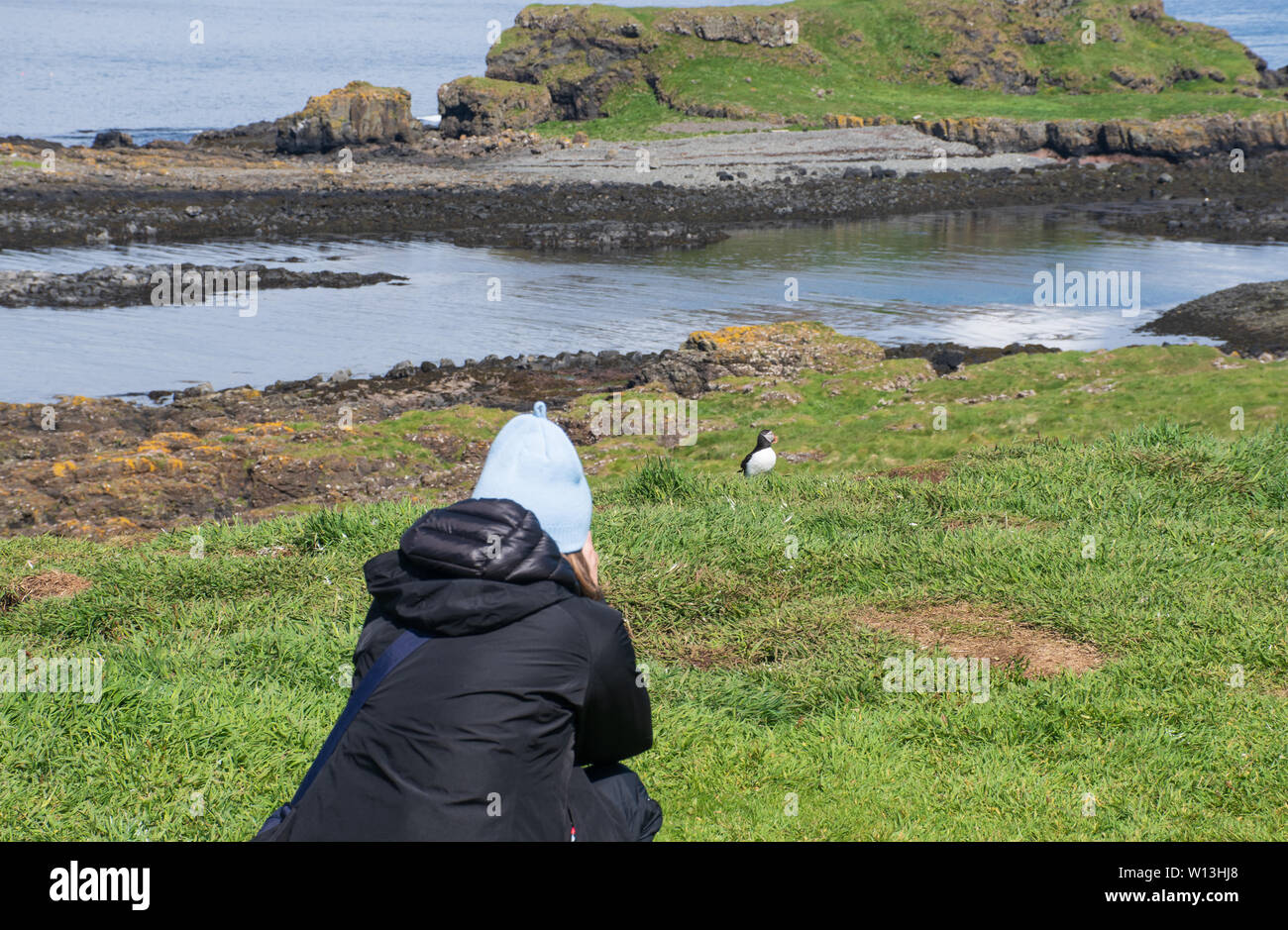Ebridi Interne Scotland Regno Unito - 4 Giugno 2019: Donna di scattare una foto di puffini dalla scogliera Foto Stock