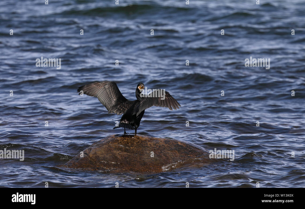 Grande cormorano, in piedi sulla riva con ali sollevate Foto Stock