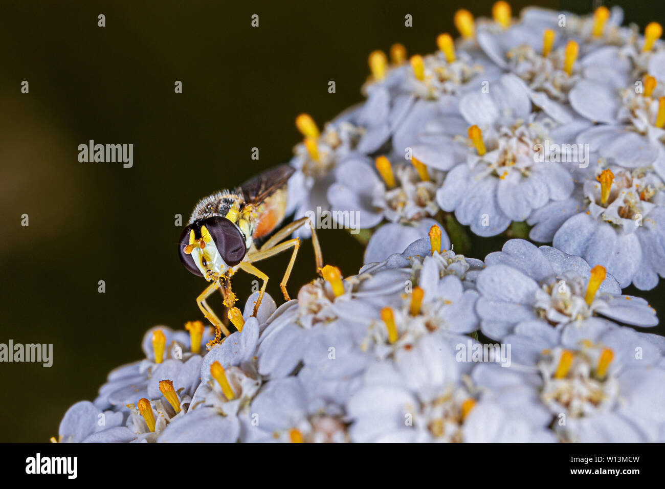 Hoverfly appollaiate su fiore bianco Foto Stock