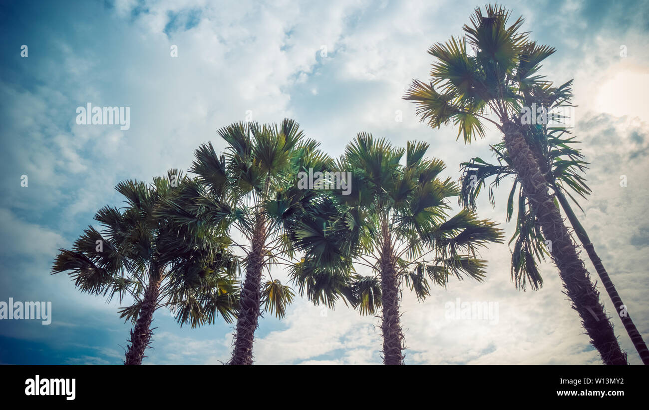 Mare palme contro un estate cielo blu da un basso angolo di visione. (Viaggi, la spiaggia e il concetto di vacanza) Foto Stock