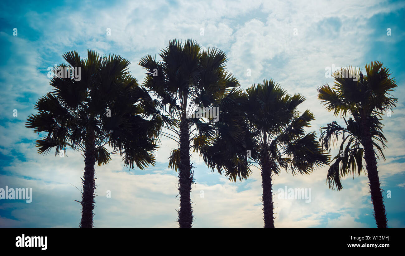 Sagome di quattro alberi di palma tropicali contro una summer blue sky. Foto Stock