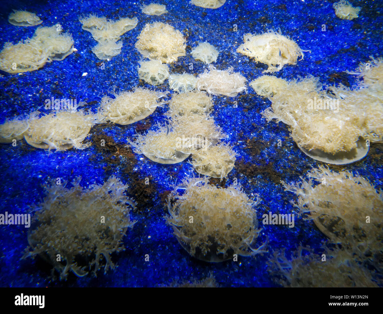 Paesaggio sottomarino con scogliera di corallo e pesce. L'acquario di abitanti del mondo sottomarino in Aquarium de La Rochelle, Francia Foto Stock