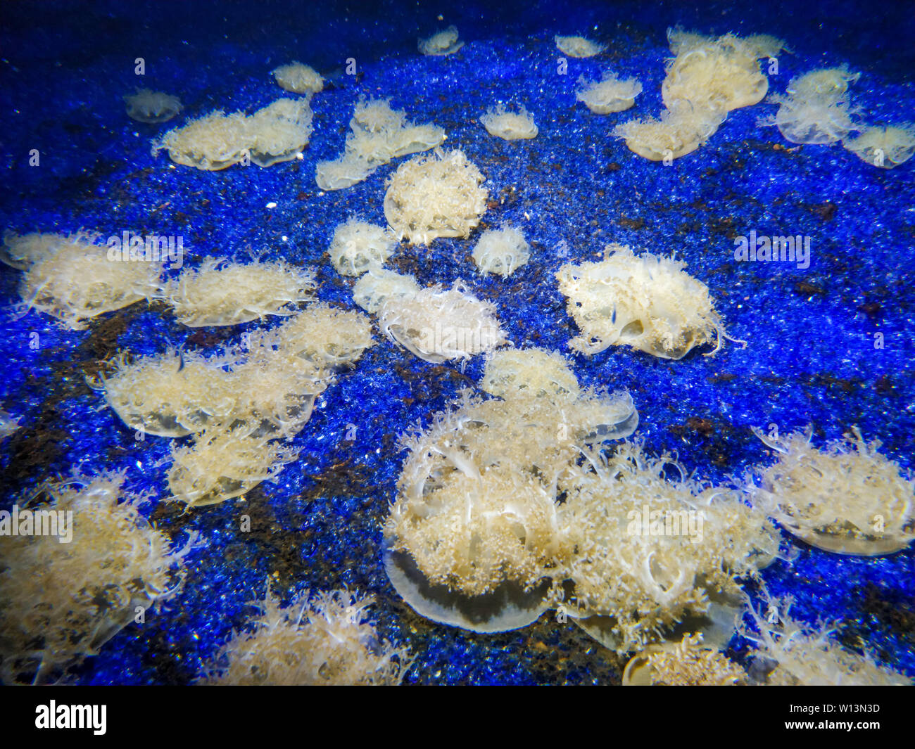 Paesaggio sottomarino con scogliera di corallo e pesce. L'acquario di abitanti del mondo sottomarino in Aquarium de La Rochelle, Francia Foto Stock