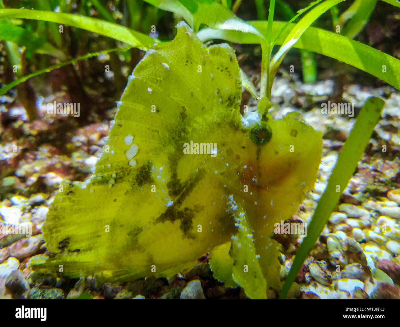 Paesaggio sottomarino con scogliera di corallo e pesce. L'acquario di abitanti del mondo sottomarino in Aquarium de La Rochelle, Francia Foto Stock