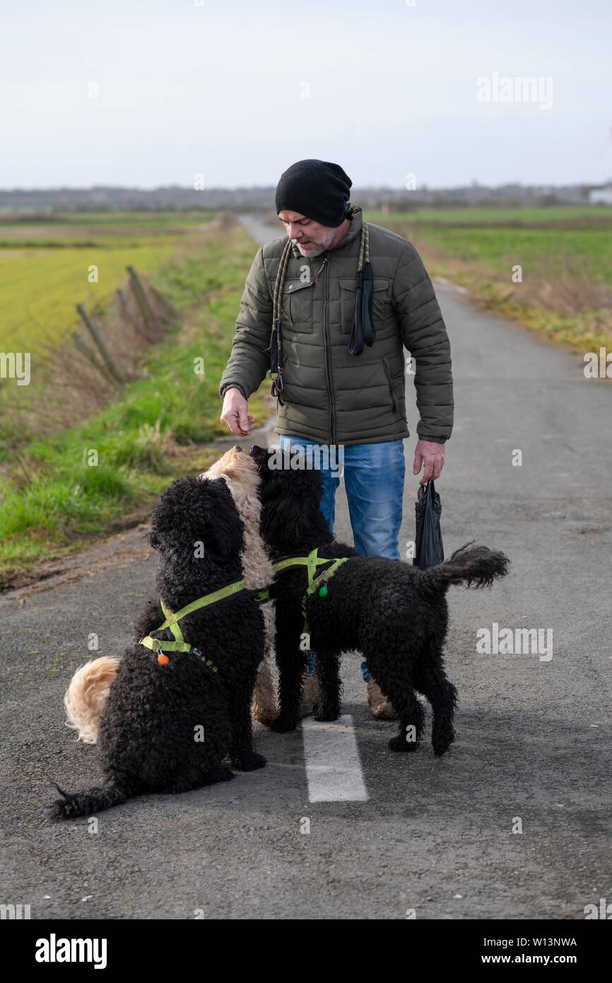 Uomo di mezza età dando chicche con i suoi tre cani Labradoodle mentre cammini Foto Stock