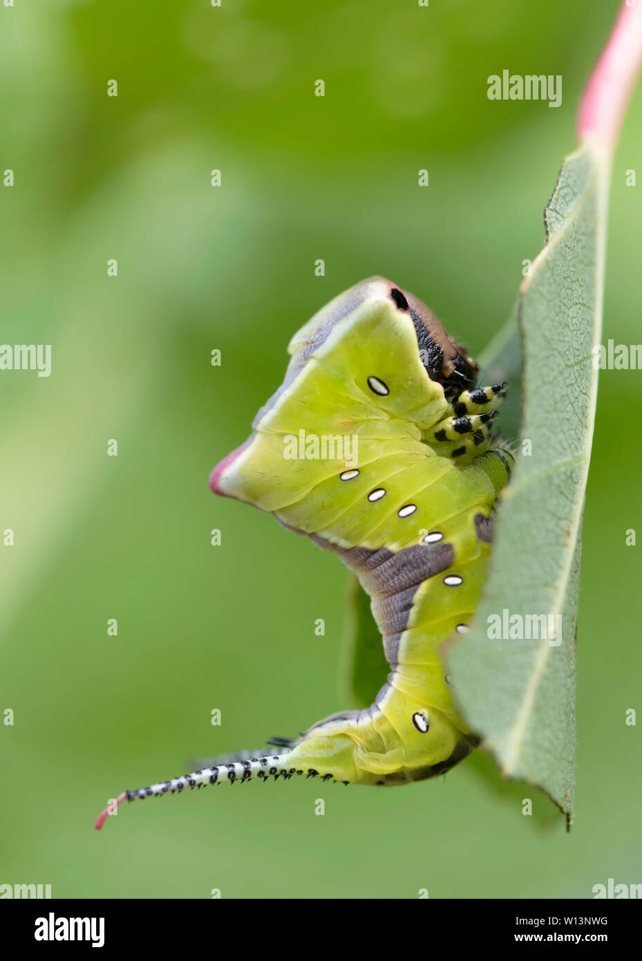 Giovani larva (caterpillar) del Puss Moth (Cerura vinula) su un pioppo. Esso adotta un atteggiamento minaccioso quando è disturbata Foto Stock