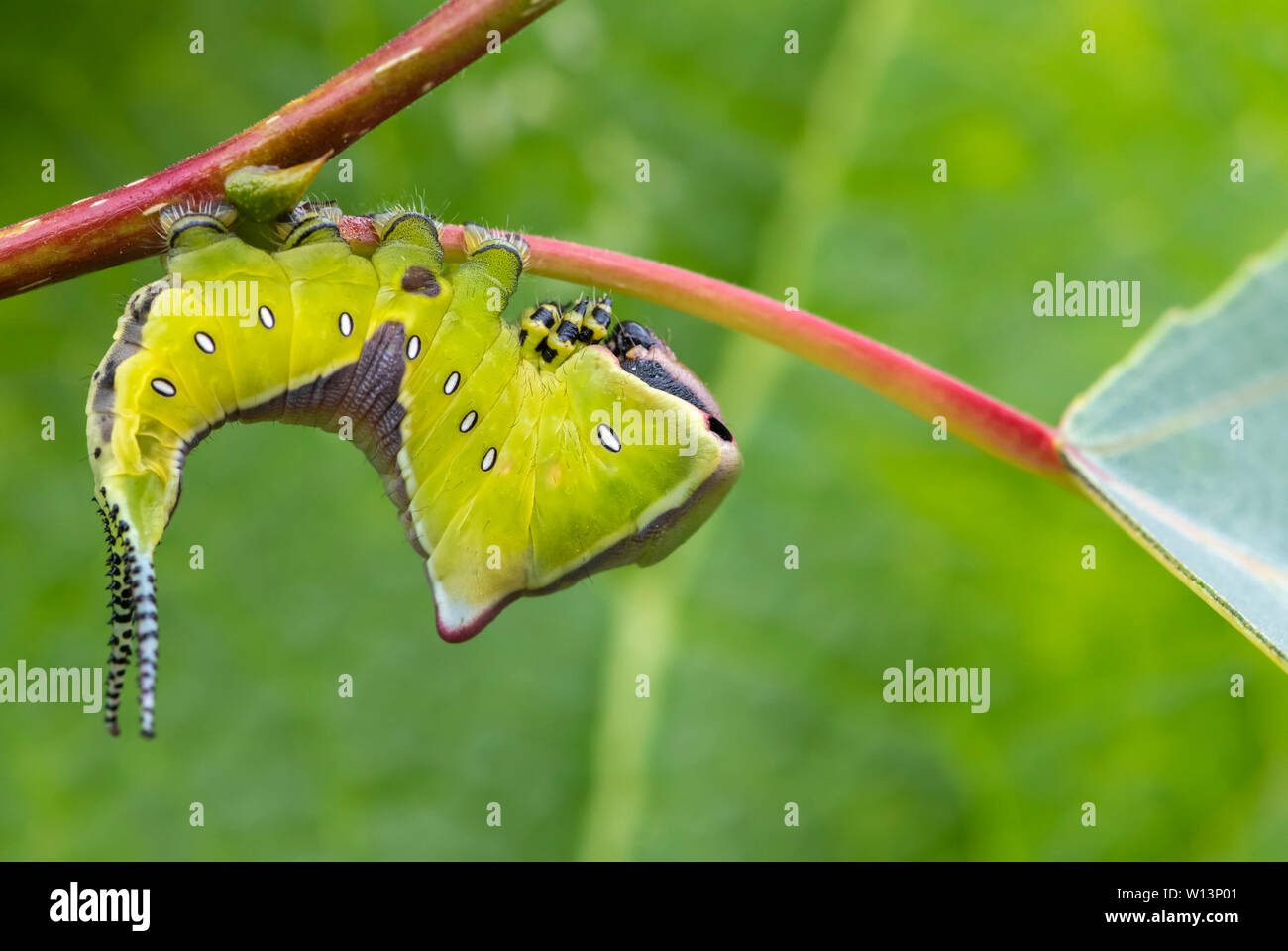 Giovani larva (caterpillar) del Puss Moth (Cerura vinula) su un pioppo. Esso adotta un atteggiamento minaccioso quando è disturbata Foto Stock