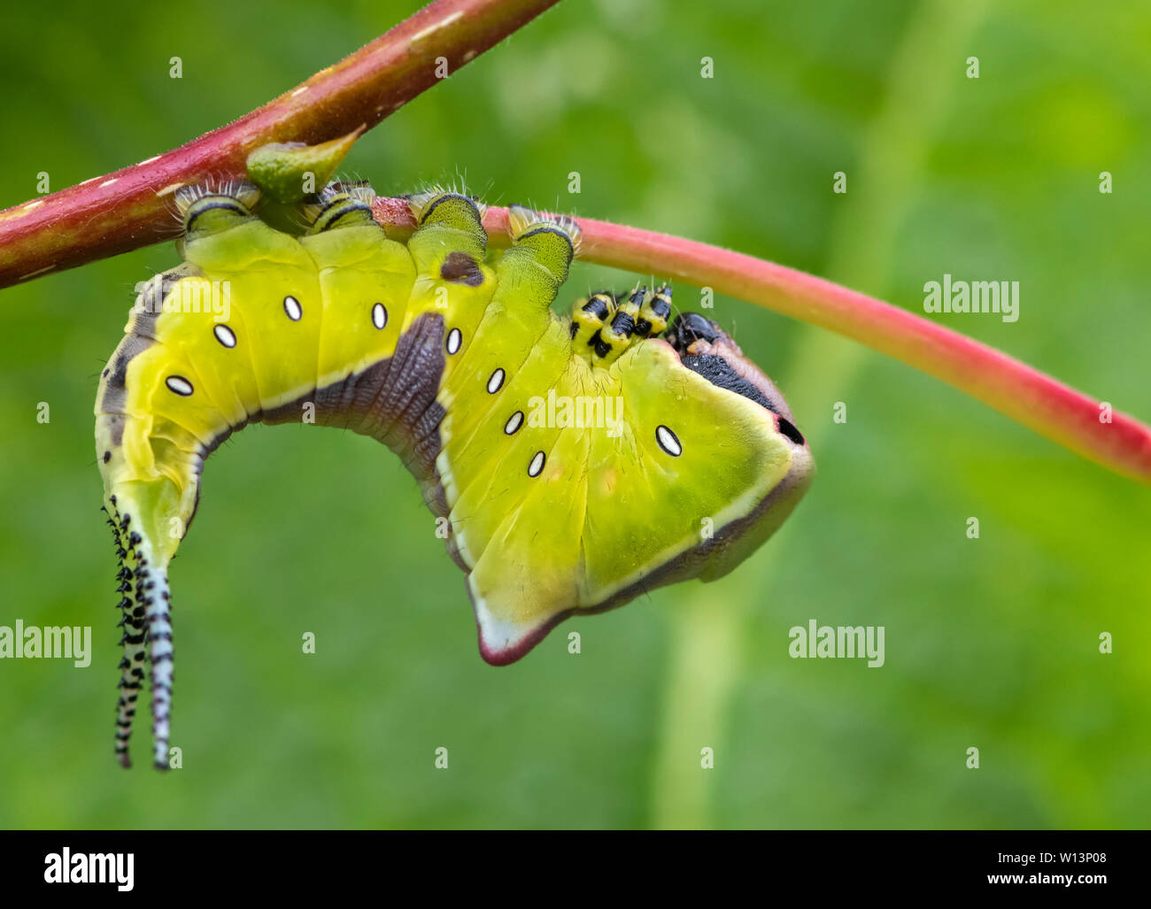 Giovani larva (caterpillar) del Puss Moth (Cerura vinula) su un pioppo. Esso adotta un atteggiamento minaccioso quando è disturbata Foto Stock