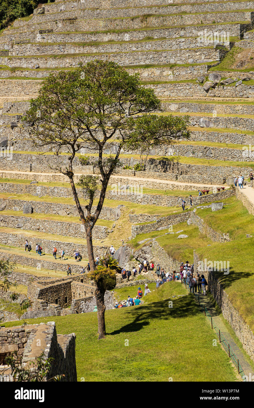 Machu Picchu, Urubamba, regione di Cusco, Perù, Sud America Foto Stock
